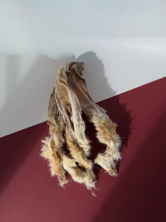 Hairy Rabbit Ear