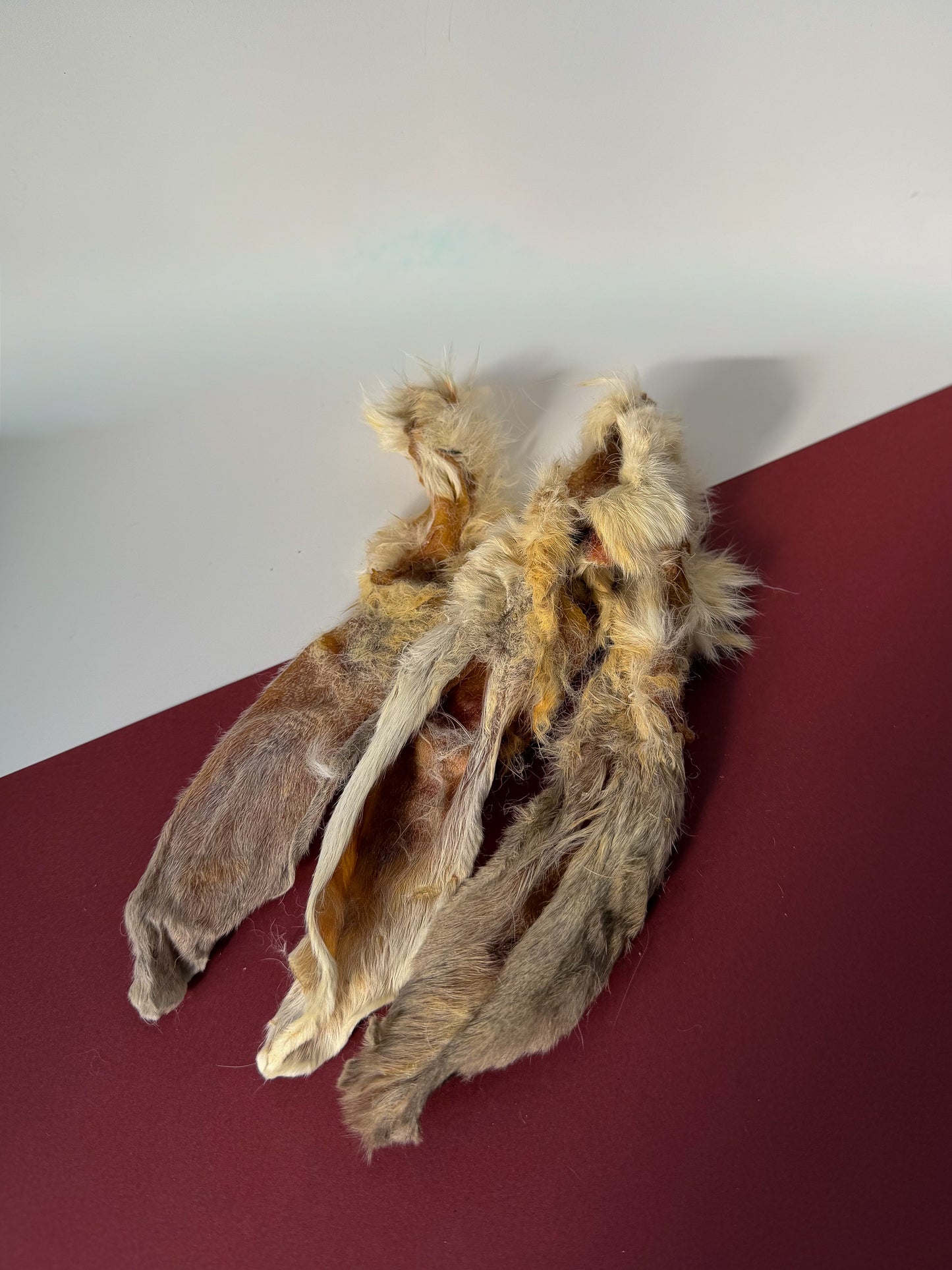 Hairy Rabbit Ear